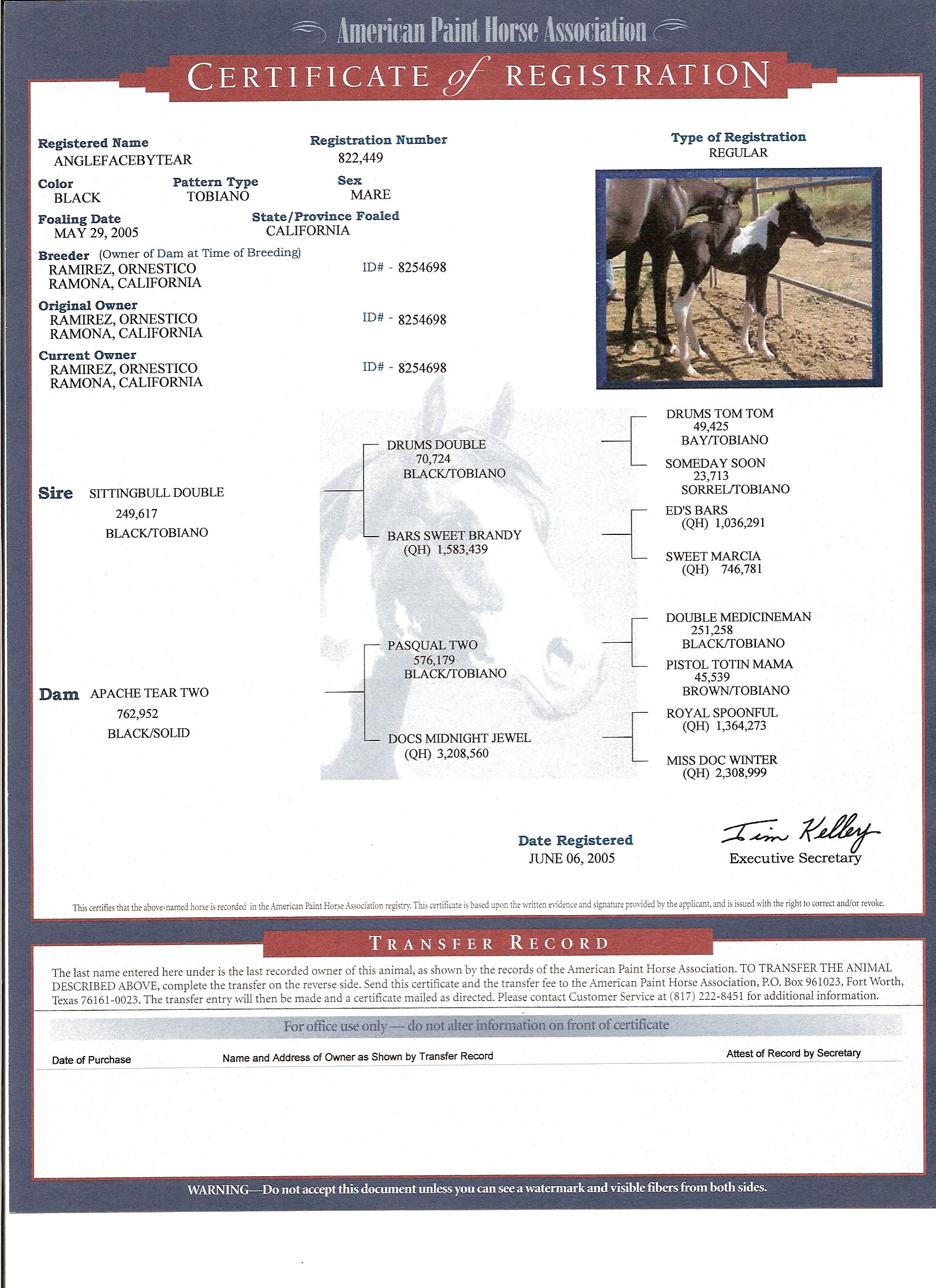 Angel Face pedigree certificate